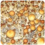 Псилоцибиновые (галлюциногенные) грибы в Канске Psilocybin "Golden Teacher" Псилоцибиновые (галлюциногенные) грибы в Канске Psilocybin "Golden Teacher"