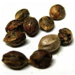 Семена марихуаны АК-47 (Seeds AK-47) в Канске Семена марихуаны АК-47 (Seeds AK-47) в Канске